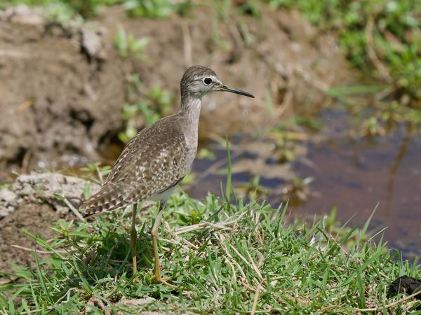 <h3><a href="/trips/tanzania/biota/animalia/chordata/aves/024 charadriiformes/015 scolopacidae/tringa glareola/tringa glareola-nl.html">Tringa&nbsp;glareola</a> / Wood&nbsp;sandpiper / Bosruiter</h3>OM-1 Mark II met OLYMPUS M.150-400mm F4.5 TC, 1/2000 sec  bij F5.6, ISO 400, afstand 7.01&nbsp;m